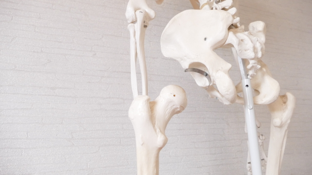 骨盤の関節、股関節