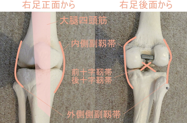 膝の靱帯