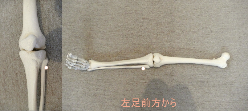 腓骨のツボ