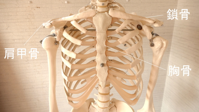肩甲骨と鎖骨と胸骨