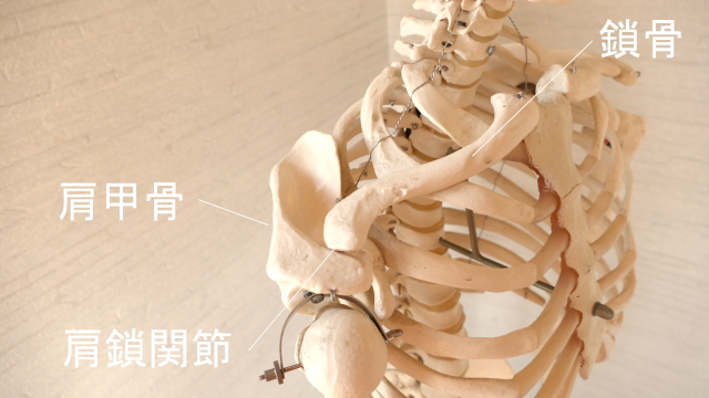 肩甲骨と鎖骨の関節・肩鎖関節