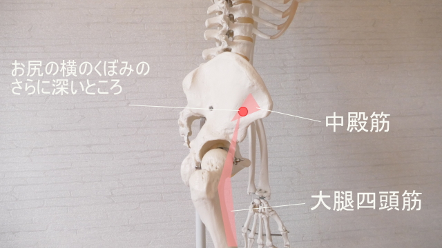 太もものツボの場所