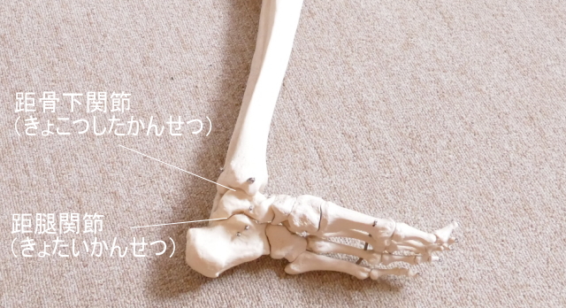 足首の関節