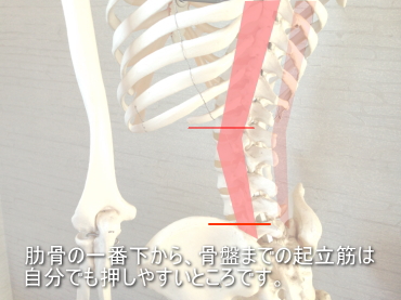 腰の起立筋