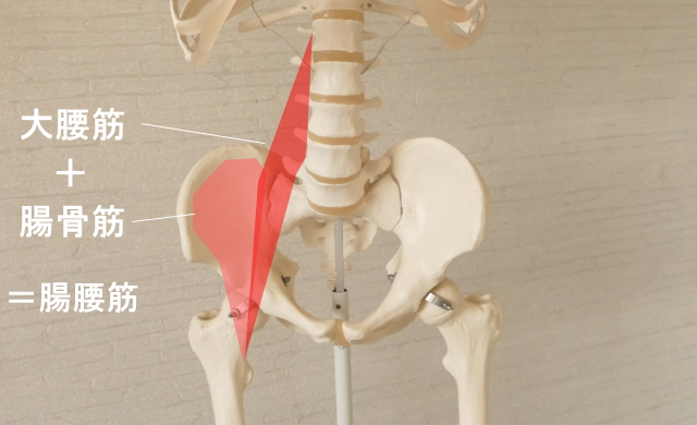 股関節を動かす筋肉・腸腰筋