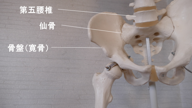 腰と骨盤