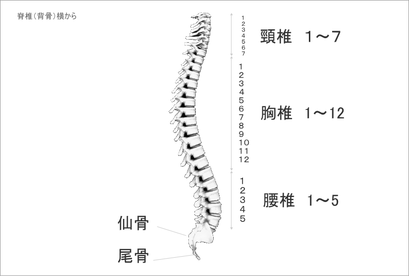 背骨の構造