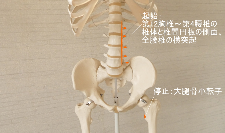 大腰筋の起始と停止