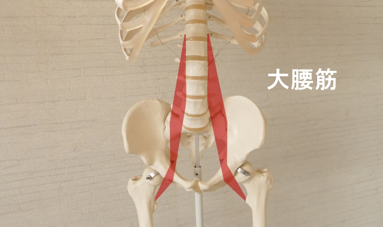 前面から見た大腰筋