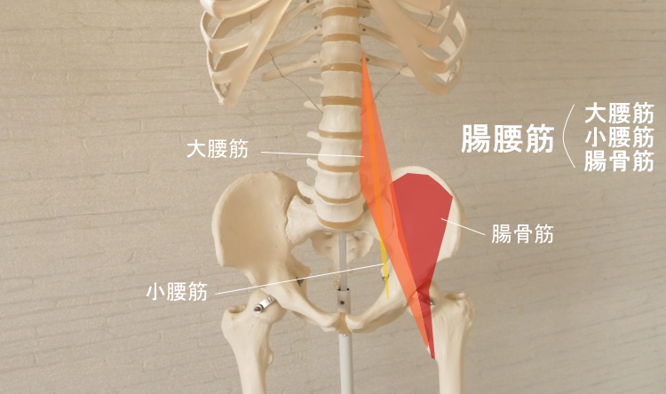 大腰筋を含む腸腰筋