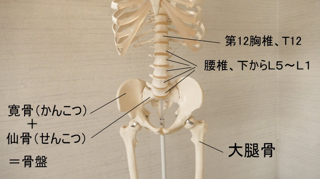 腸腰筋と骨格