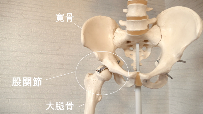 足の付け根の股関節