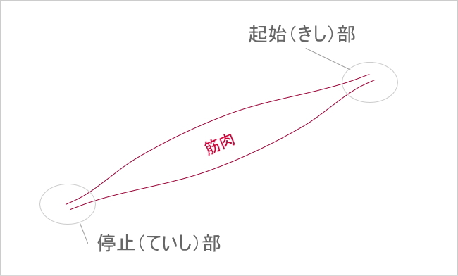 首こりマッサージのコツ