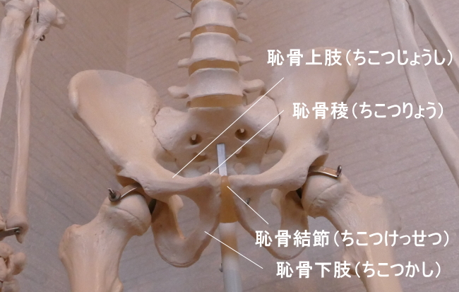 外腹斜筋が付着する恥骨の各部の名称