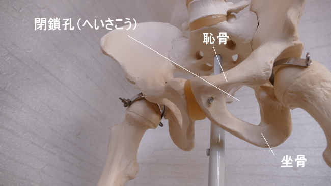 恥骨と坐骨が作る穴、閉鎖孔