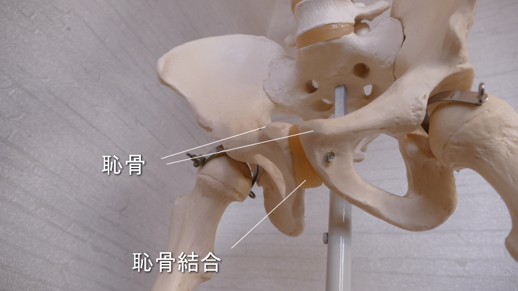 わずかに動く関節