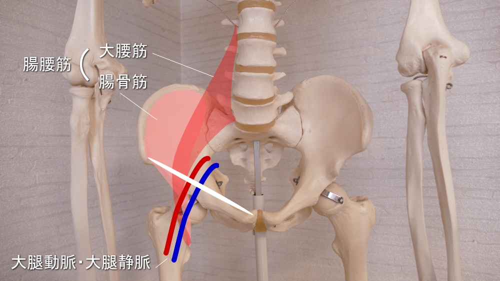 大腰筋が走行する鼠径部