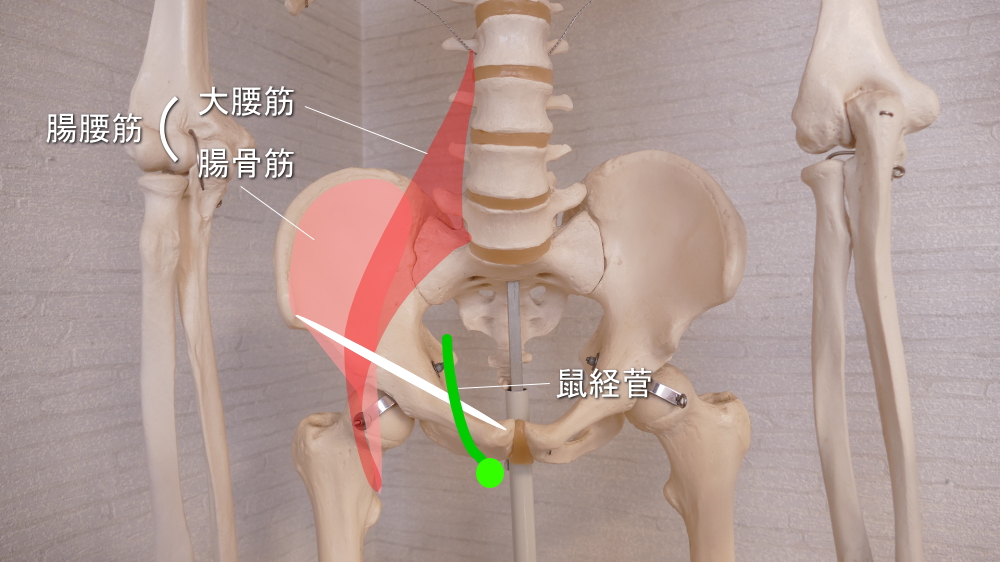 鼠経靭帯の上