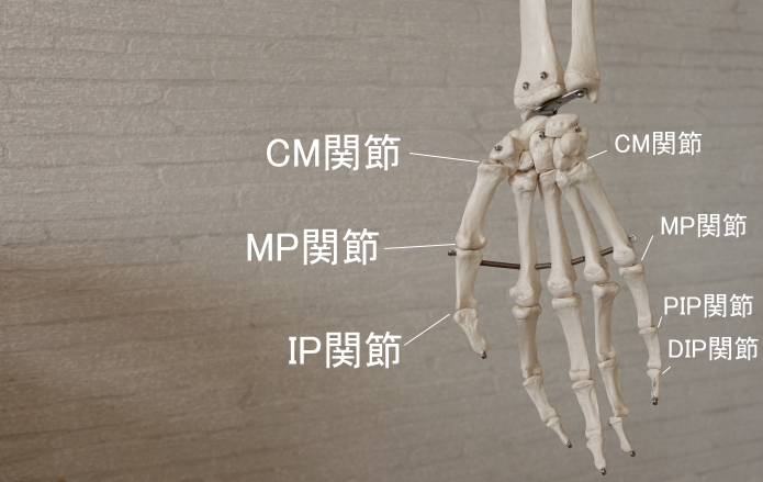 親指の付け根の関節