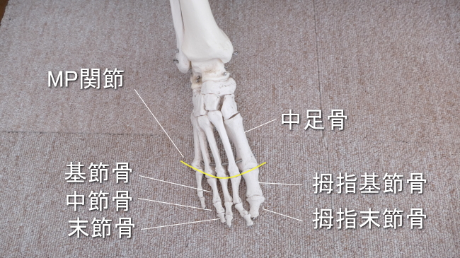 足の親指の付け根の骨