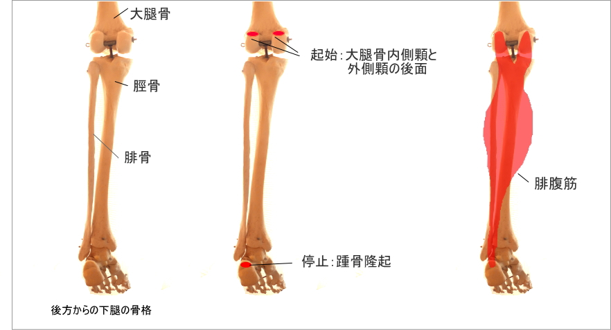 足首と腓腹筋