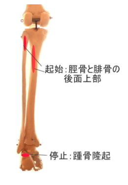 ヒラメ筋の起始と停止