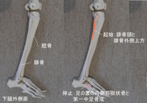 長腓骨筋の起始と停止