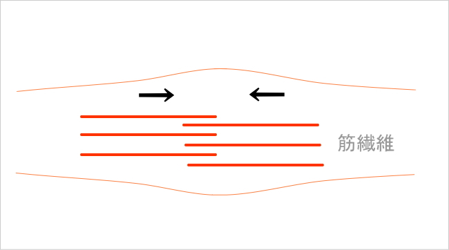 ストレッチの効果・筋線維