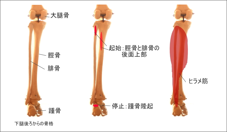 腓骨に付着するヒラメ筋