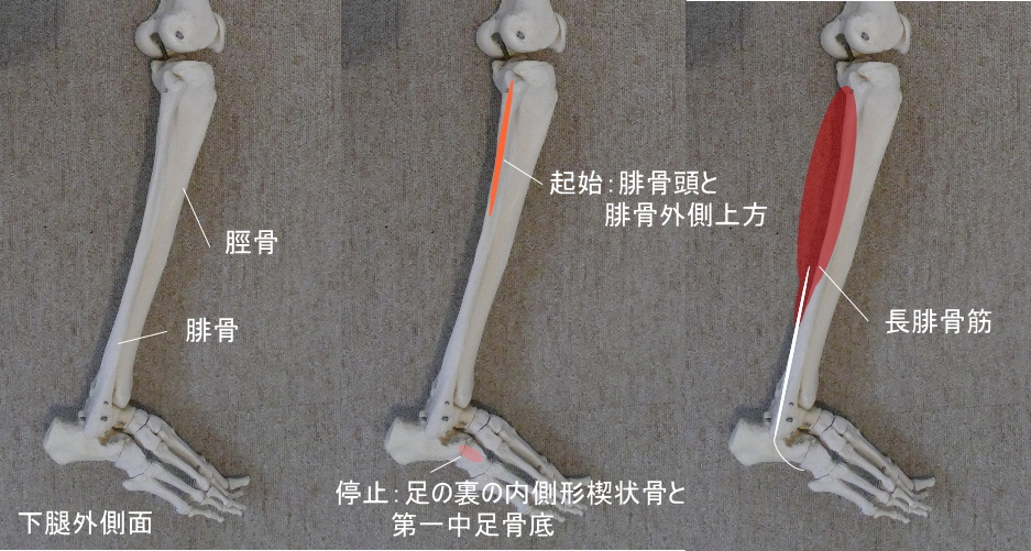 足首と長腓骨筋