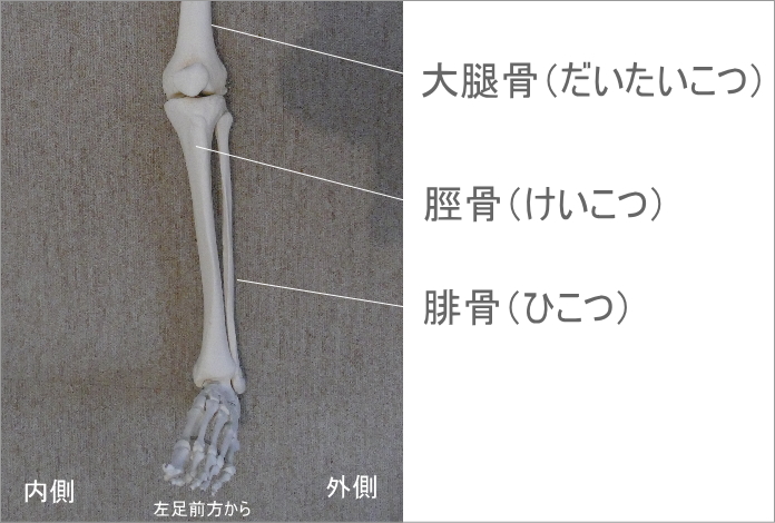 ふくらはぎの骨。前方から