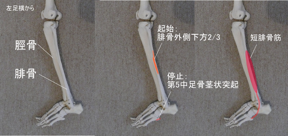 腓骨を起始とする短腓骨筋