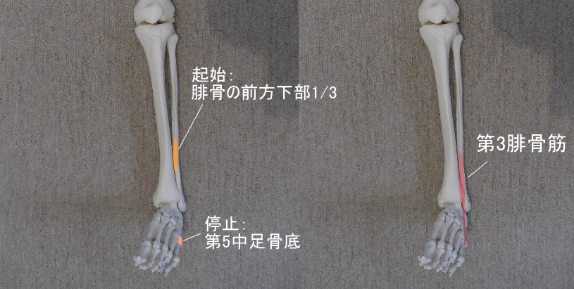 腓骨に付着する第3腓骨筋