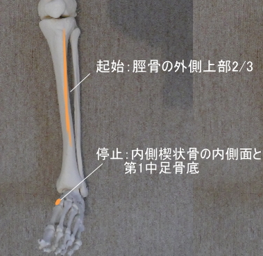 前脛骨筋の起始と停止