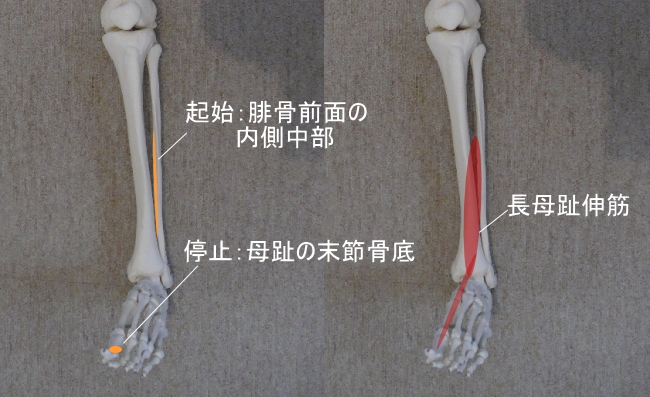 足首と長母趾伸筋