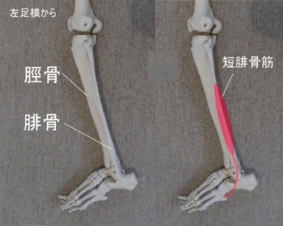 短腓骨筋