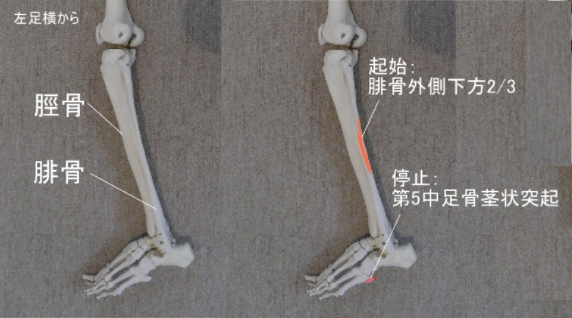 短腓骨筋の起始と停止