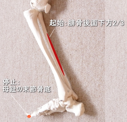 長母趾屈筋の起始と停止