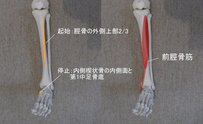 足首と前脛骨筋