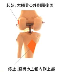 膝窩筋の起始と停止