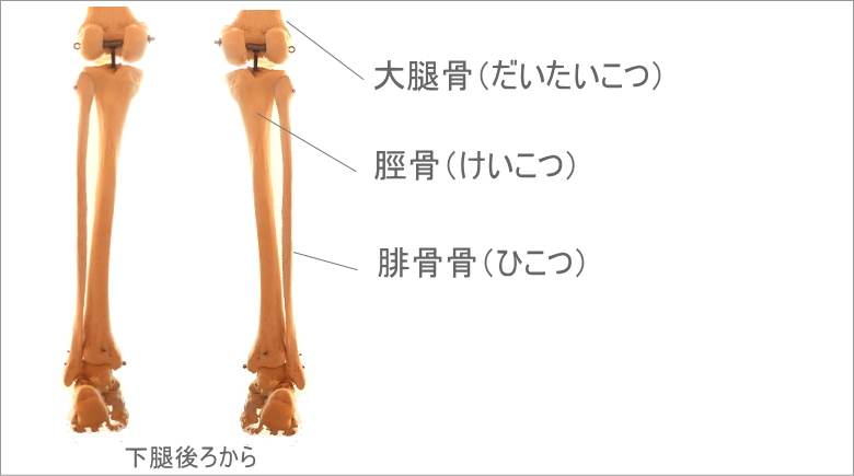 骨格で見るひかがみ、膝窩