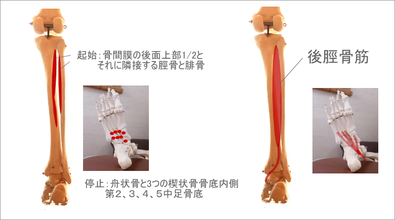 足首と後脛骨筋