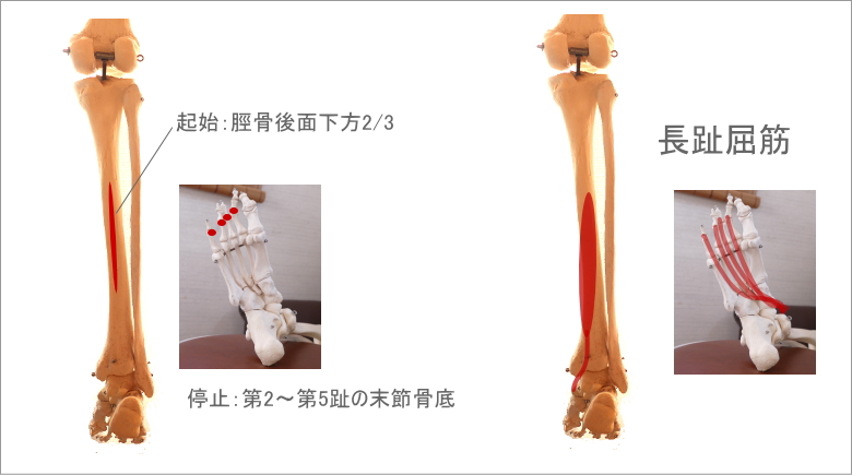 足首と長趾屈筋