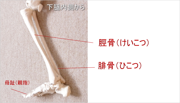 ついでにふくらはぎ内側から