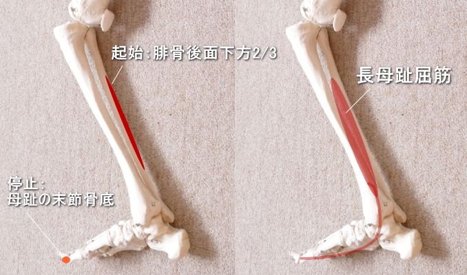 足首と長母趾屈筋