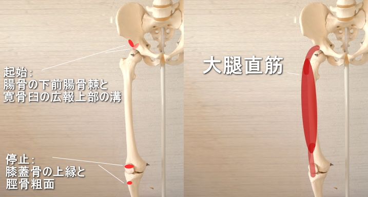 膝蓋骨に停止する大腿直筋