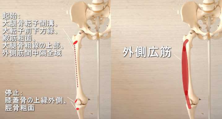 膝蓋骨に停止する外側広筋