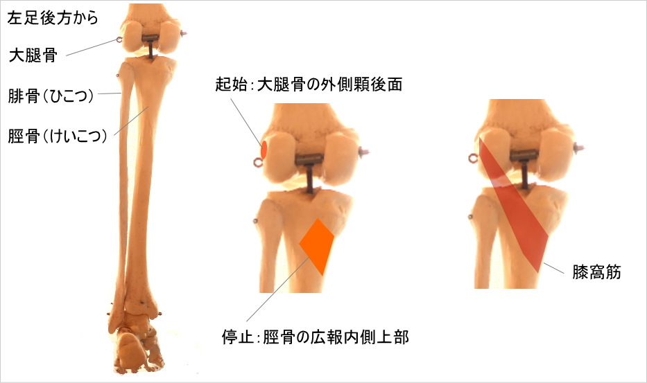 膝窩筋