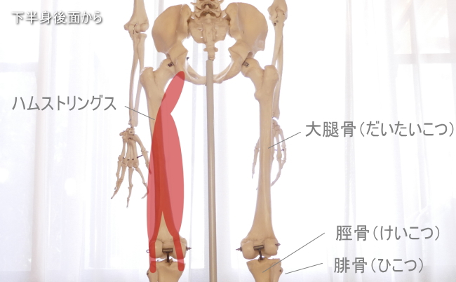 太もものハムストリングス