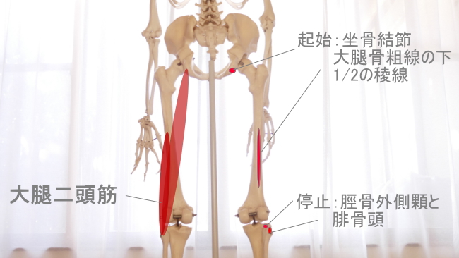 ひかがみの外側の大腿二頭筋